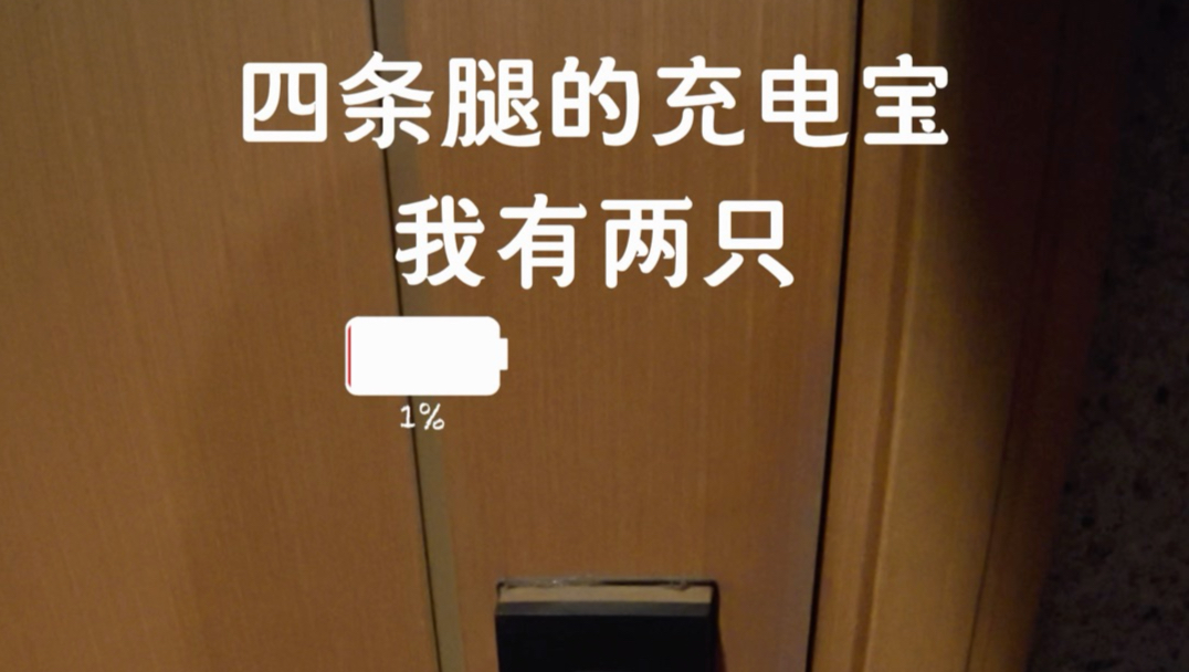 小猫小狗会消灭烦恼！