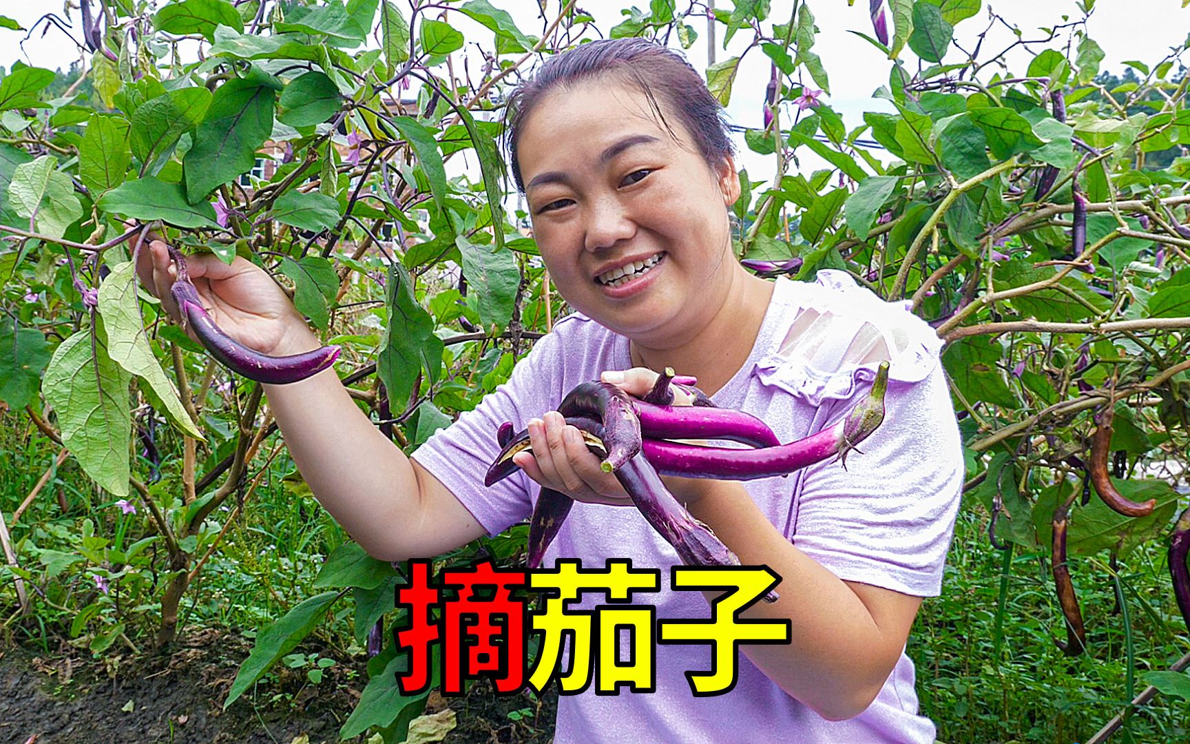 菜园摘茄子媳妇做红烧茄子舅公夸奖好吃