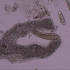 显微镜下看变形虫捕食草履虫，变形虫是本能还是有意识