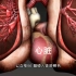太神奇了，心脏的结构和工作过程，3D演示。。