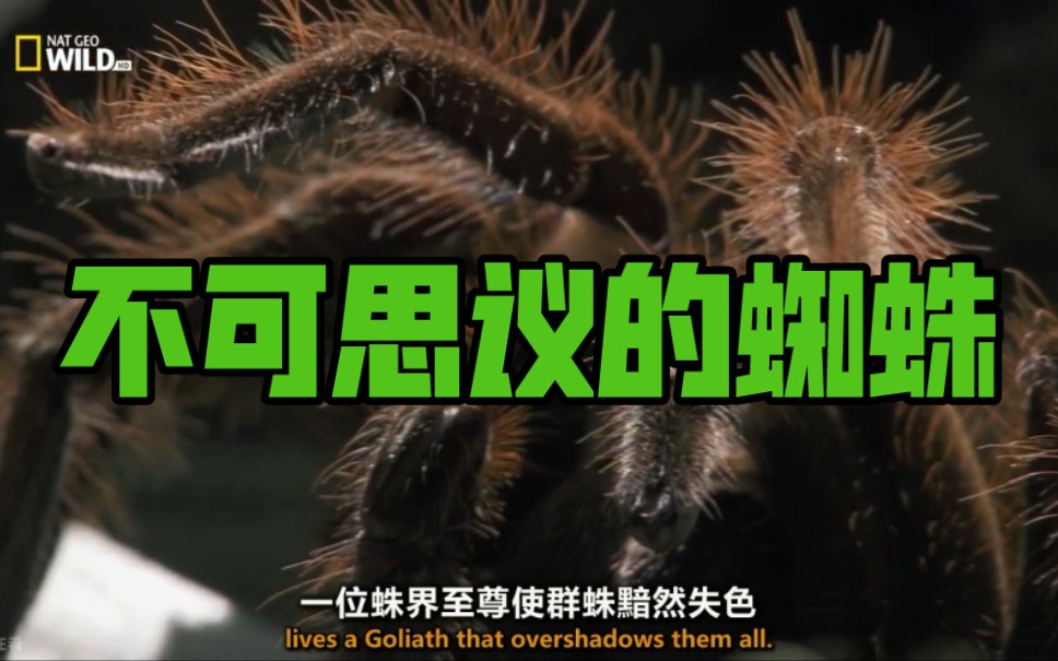 纪录片《不可思议的蜘蛛》英语  中英字幕   HD720p