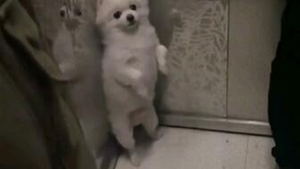 盘点那些满级人类的搞笑视频 4470f34ef476e37a037597d80be650d1d26cead5.jpg@336w_190h_1c.jpg