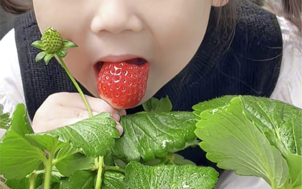 吃草莓盆栽的宝宝