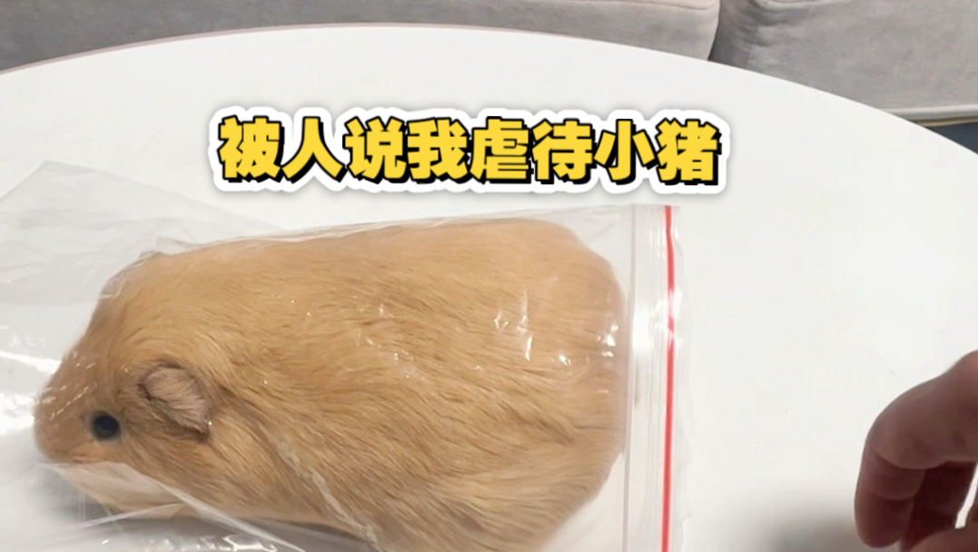 小猪捏捏乐后续 有人说虐猪 解释回应一下#荷兰猪#豚鼠 #萌宠日常记录 #侏儒兔#仓鼠