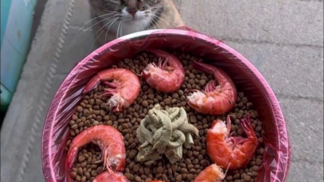小卖店都要被流浪猫吃倒闭了以后不喂了