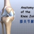 膝关节结构讲解