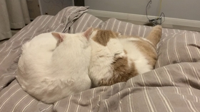 猫咪怎么样会蹭脸 4483bc3010a00d3ca1c2a3f9cf59dce1962a90c7.jpg@280w_158h_1c_100q.jpg