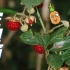 植物篇：蛇泡筋 | 海南热带雨林国家公园科普视频系列