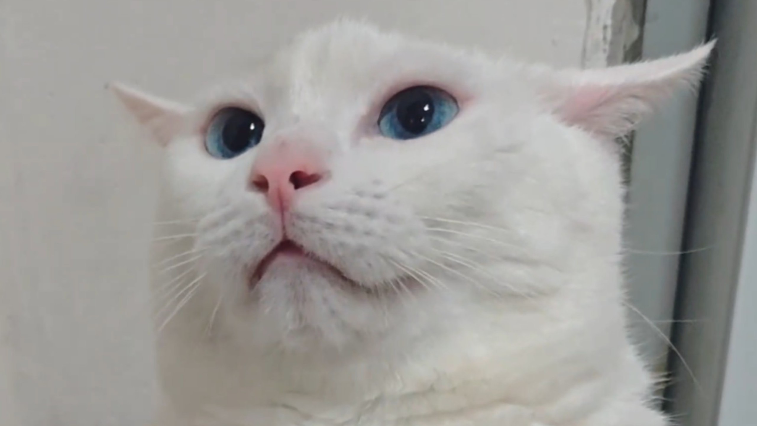 令猫恼火