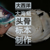 大西洋大海鲢头骨标本制作