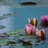【空镜素材】4k莲花池塘公园野花植物