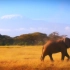 【大象纪录片】IFAW-Vanishing Heritage： Protecting the Elephants of 