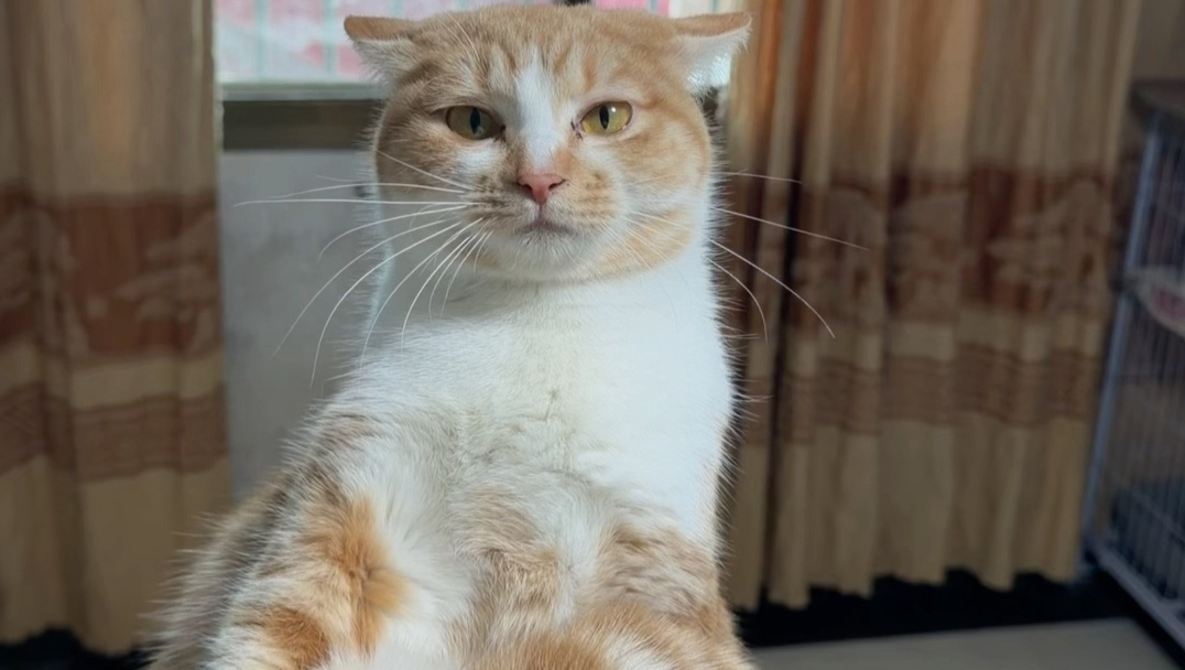 神人持猫法之啥猫变脸