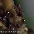 蚂蚁心甘情愿给蚜虫当保镖 原来是为了蜜露而来《昆虫的盛宴》第5集【CCTV纪录】
