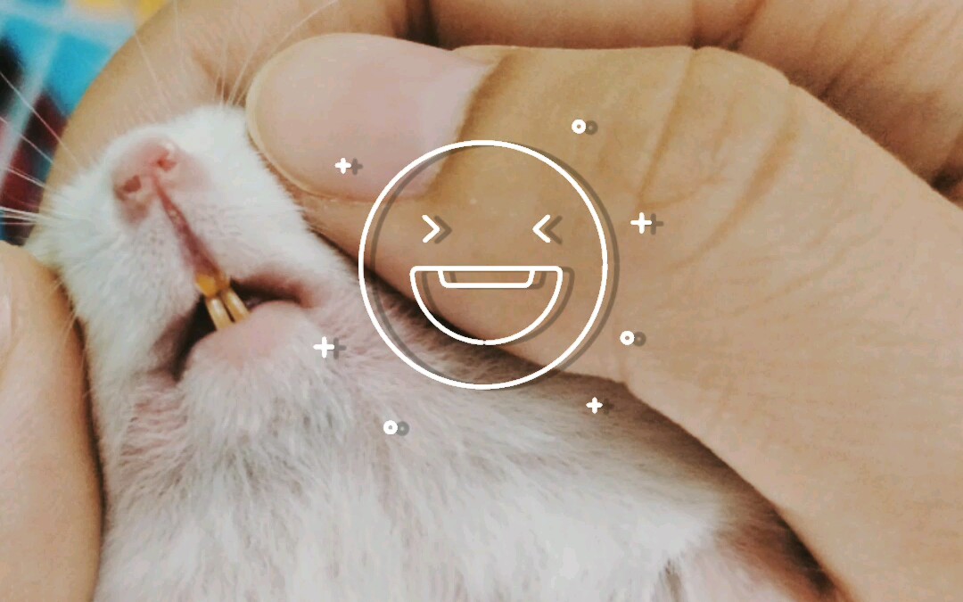 【仓鼠Ⅰ吱星人Ⅰ仓仓】或许你,喜欢仓鼠的牙吗