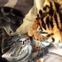 猫咪第一次见到老虎是什么反应？猫咪：不敢动不敢动！
