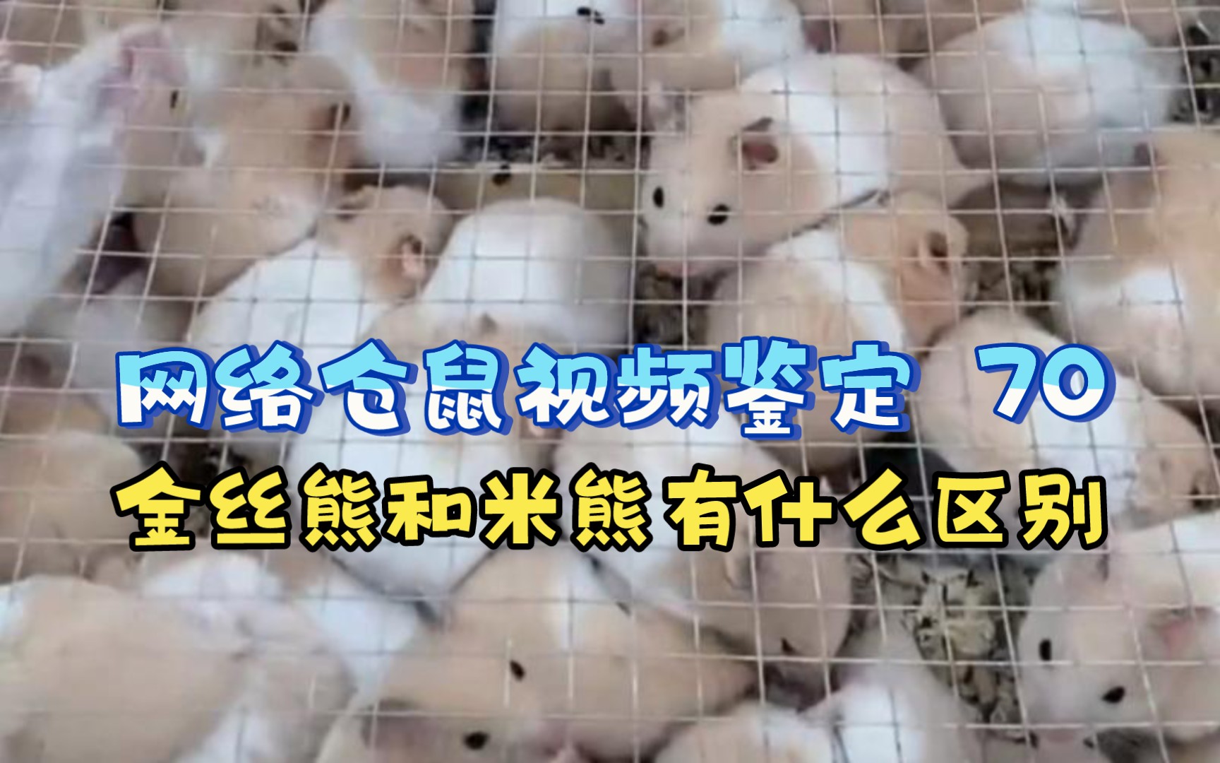 【网络仓鼠视频鉴定 70】金丝熊和米熊有什么区别？