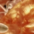 波澜壮阔如史诗般的 3D 动画：人类的受精-胚胎发育