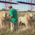 园长不在时，狮子们是如何吃肉的