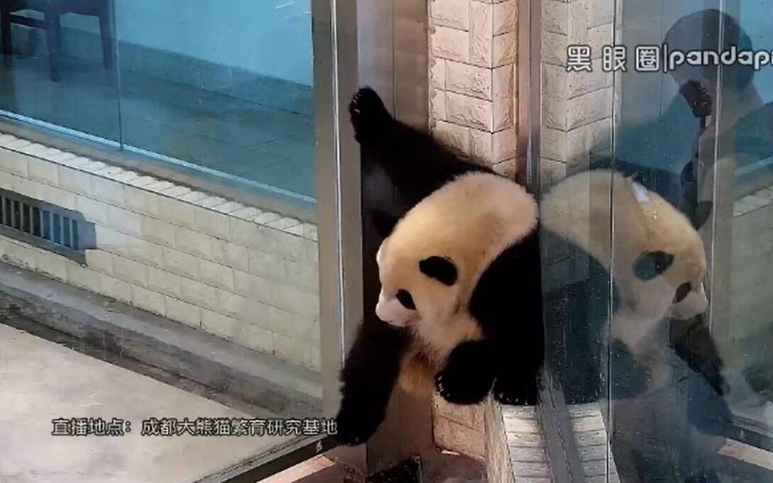 【大熊猫萌兰】萌兰吃窝头