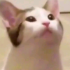 各大网红猫