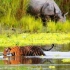 卡齐兰加保护区成年犀牛屁股又受伤了 是老虎咬的还是同类咬的