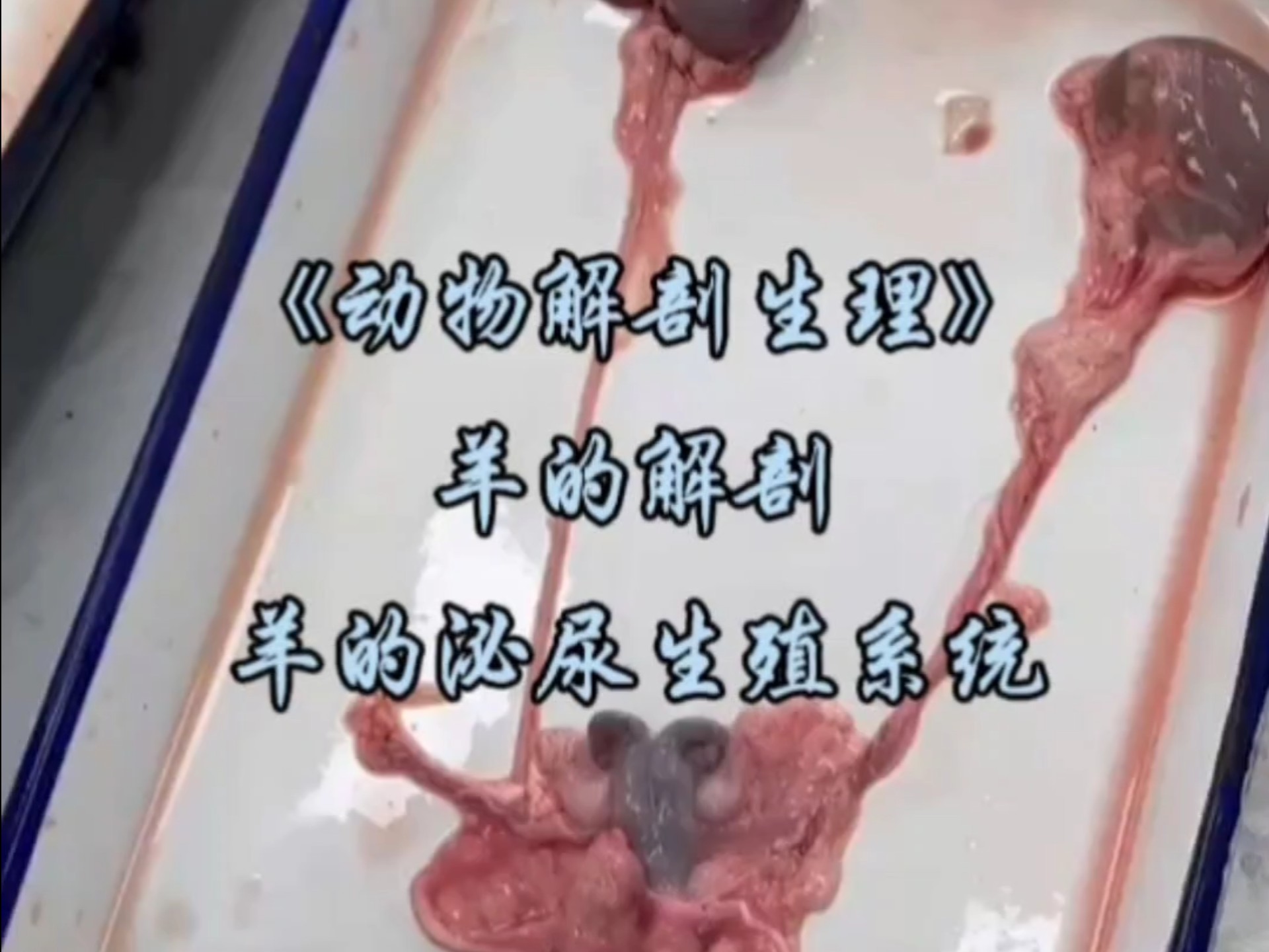 动物解剖：实训-羊的泌尿生殖系统