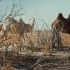 《生活在极境》第4集：消失的沙漠村落