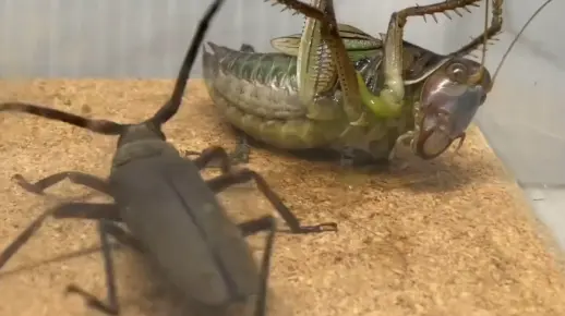 【搬运】中华裸角天牛vs日本真蟋螽 蝈螽