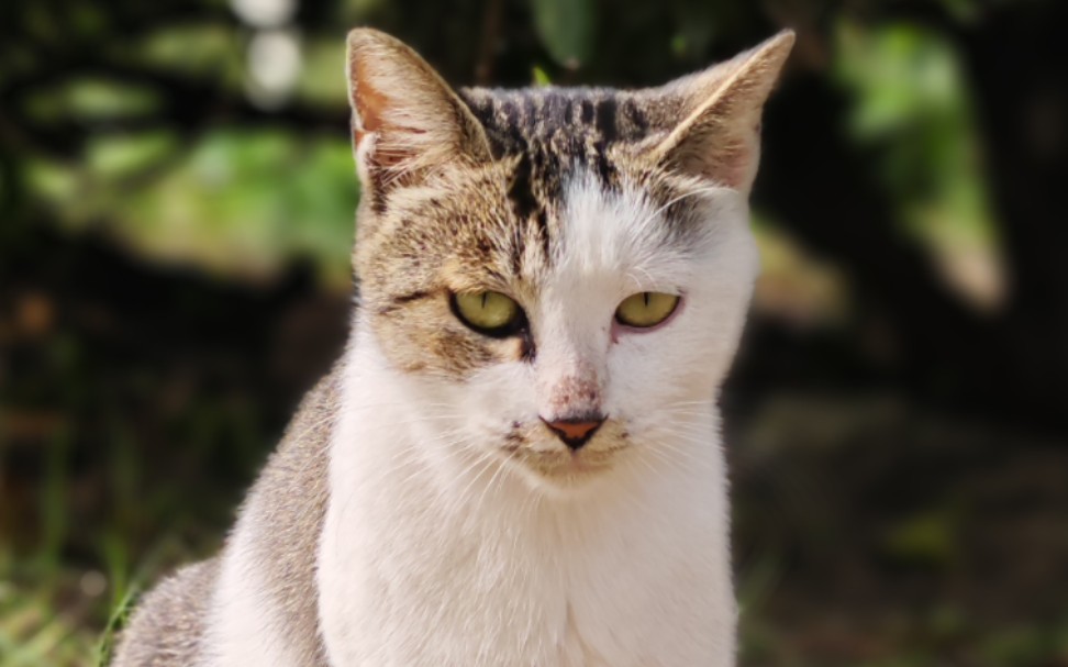 历时三年，河师大自己的狮子猫被我们绝育啦！