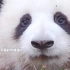 和花和叶生日歌《我就是一只可爱的大熊猫》MV，好听好听！