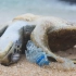 海洋垃圾对海洋生物有多大的危害？