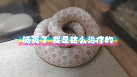 蛇是怎么拉粑粑 462e25b3b7b5bc6f95acf575359ffb77e6129ff3.jpg@280w_158h_1c_100q.jpg