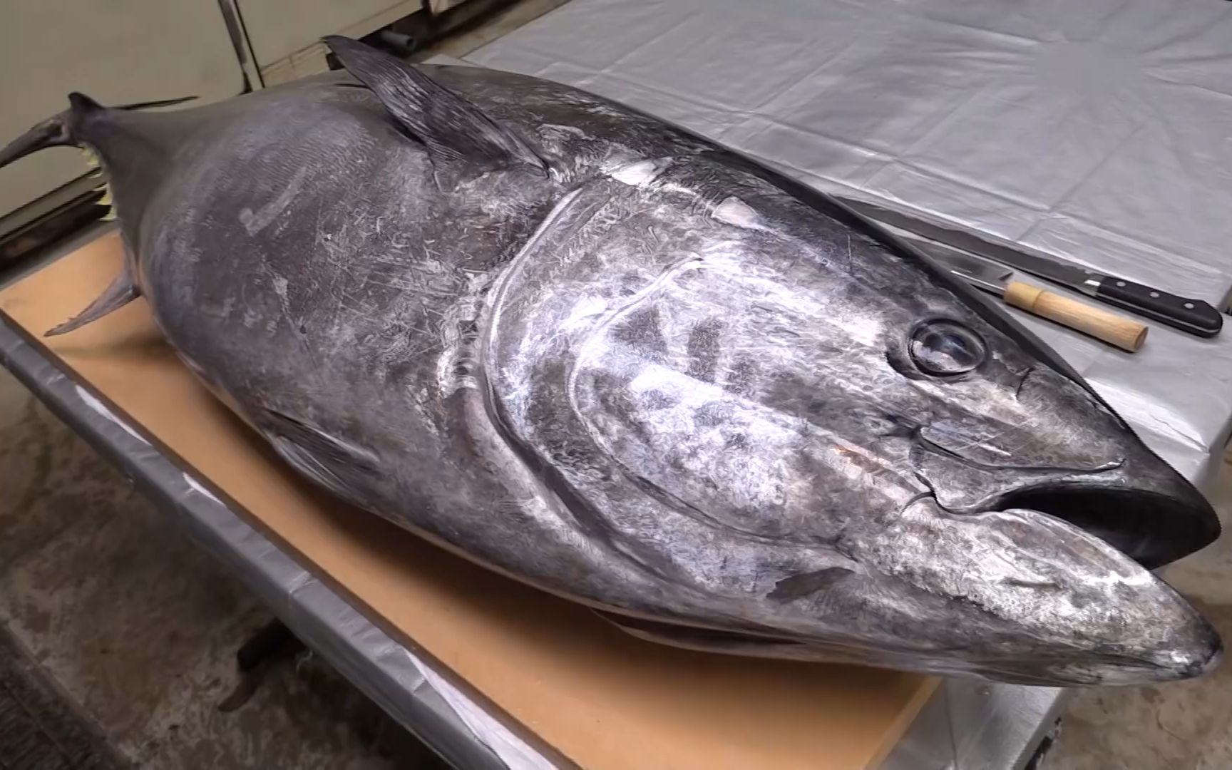 去日本看看街头美食:巨大的金枪鱼被解体成刺身!