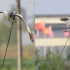 大鸟被箭射穿带箭飞行，拍摄者：疑似国家保护动物白腹鹞，已报警