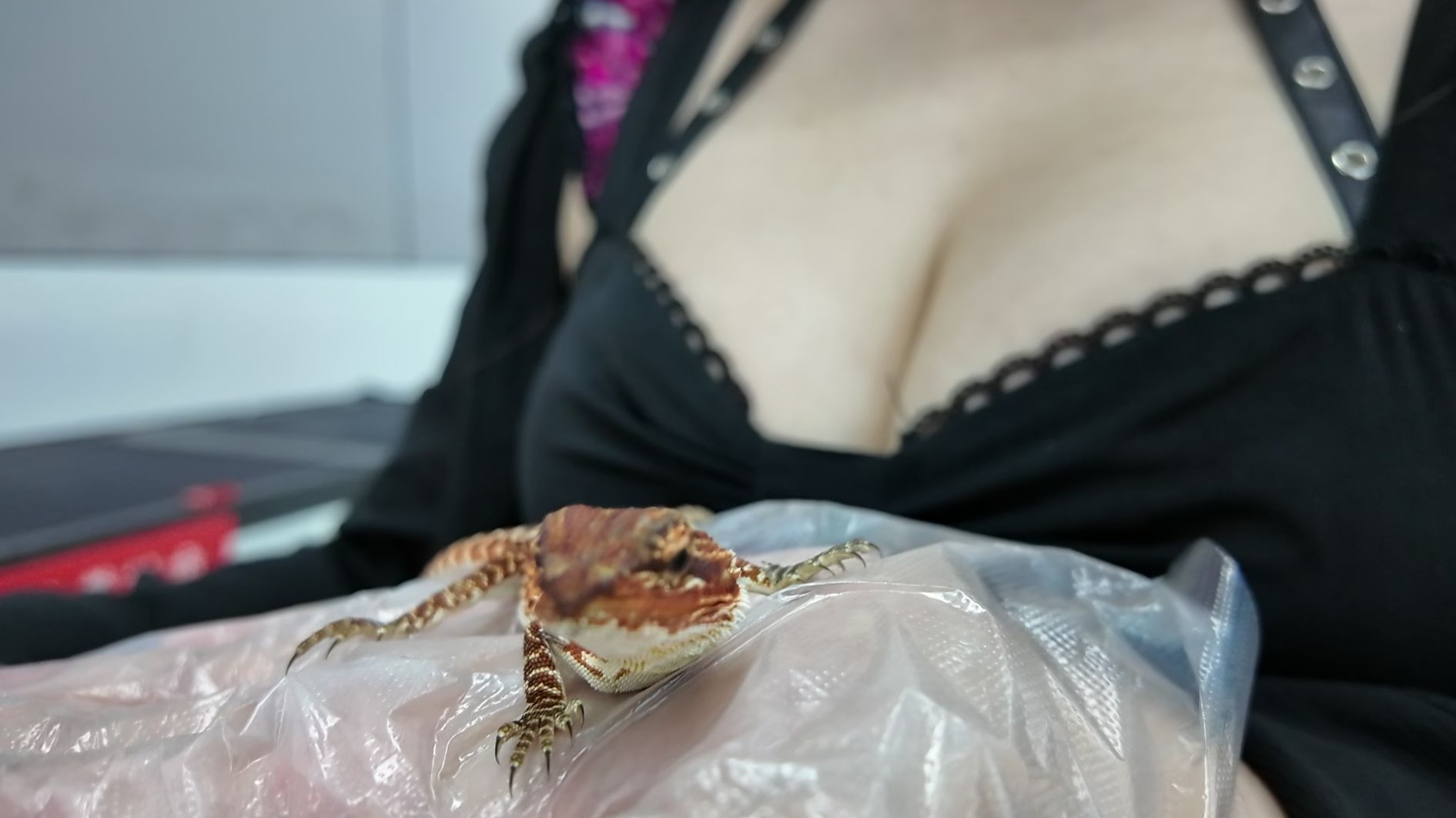 Shogun is also a kind of kitten