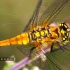 【纪录片】蜻蜓 【双语特效字幕】【纪录片之家爱自然】