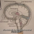 脑室：神经解剖视频实验室 「脑解剖」