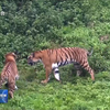 我国面积最大的华南虎野化训练基地在福建梅花山投用