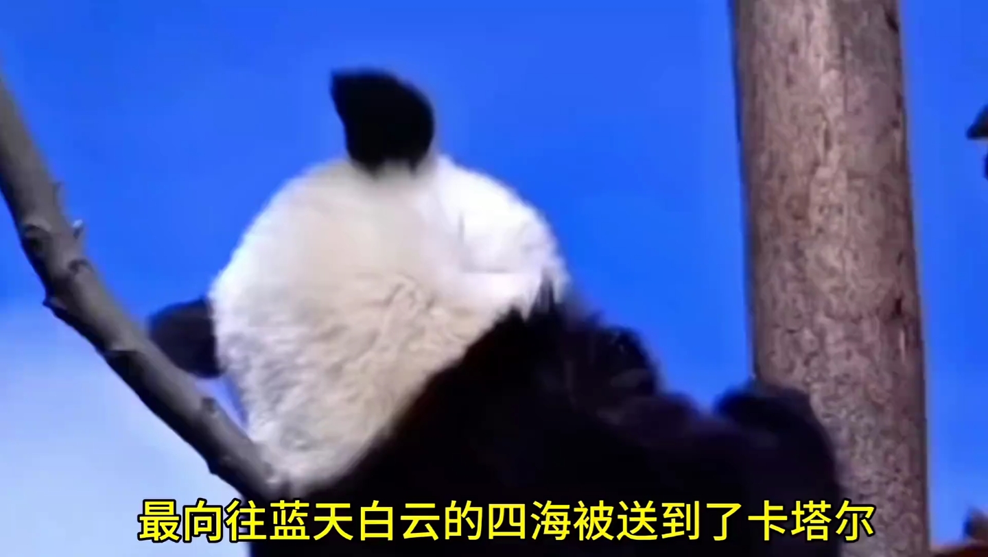 卡塔尔来选熊猫那天，一眼就看中了爬的最高的四海，小女孩会后悔那天吗？