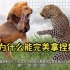 狮子为什么经常捕杀猎豹？