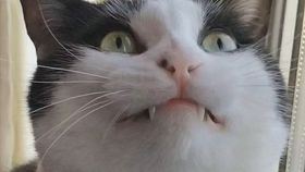 46b390c18bc7670957c12983b1584cbd088ee9e0.jpg@280w_158h_1c_100q.jpg