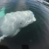 【小新闻】顽皮白鲸弄落GoPro又拾回，GoPro忠实记录全程（20190909）