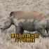 得到及时救治的大象，白犀牛和白驴
