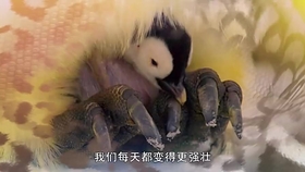 杰克上校遇到了第六任博士 captain jack meets the sixth doctor big finish预告片