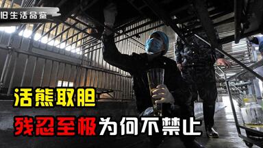 <em class="keyword">活熊取胆</em>残忍至极，为何不禁止还发展成了产业链？
