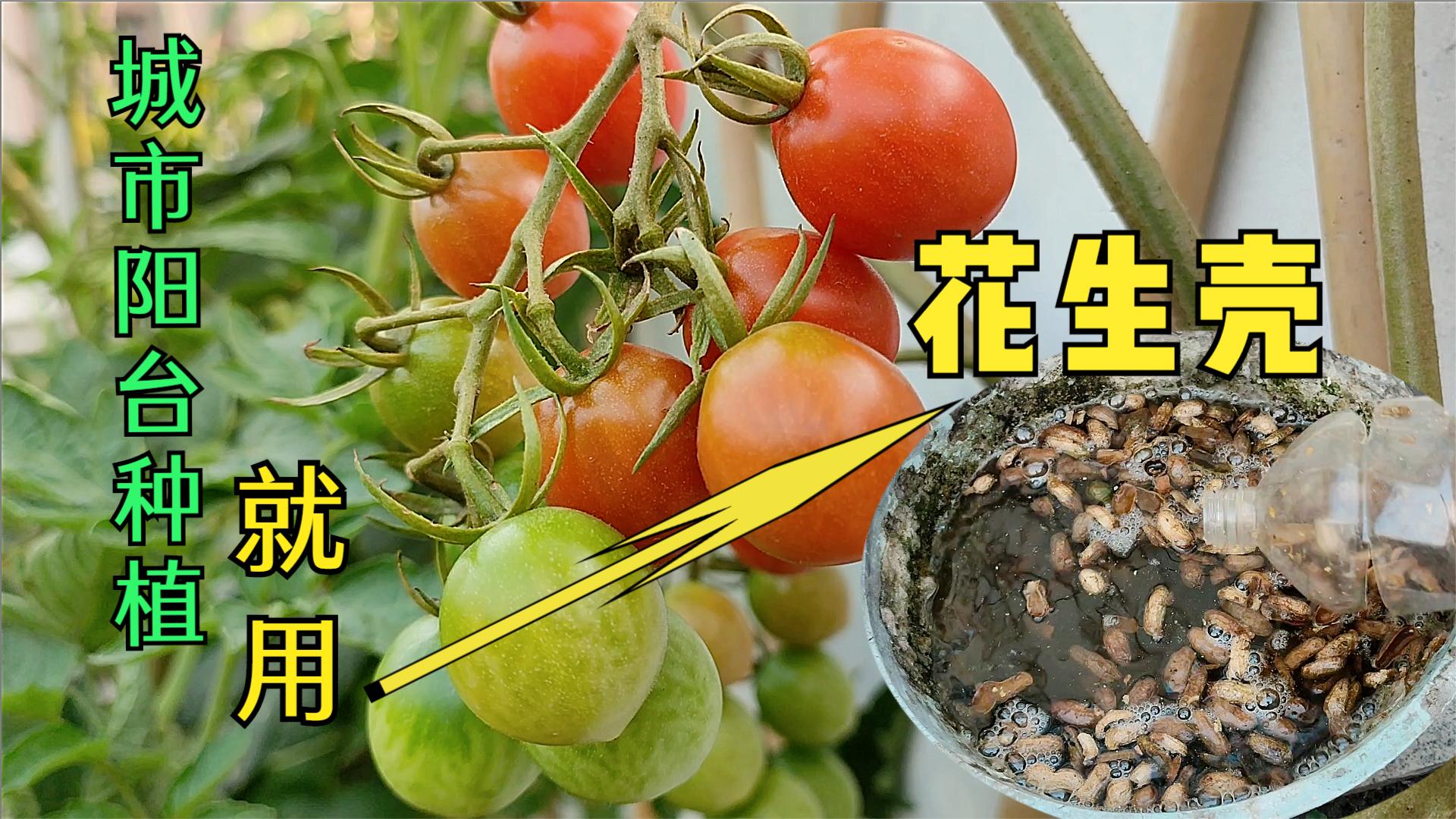 阳台盆栽小番茄（圣女果），花生壳能帮你大丰收，试试吧