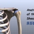 肩关节解剖结构讲解