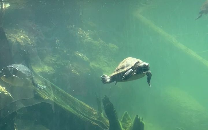 在透彻见底的绿水中畅游的小乌龟，我羡慕了！