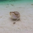 【youtube】在海底带着女友狂奔的馒头蟹